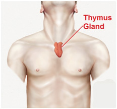 Thymus: The master of the immune system - Fredda Branyon