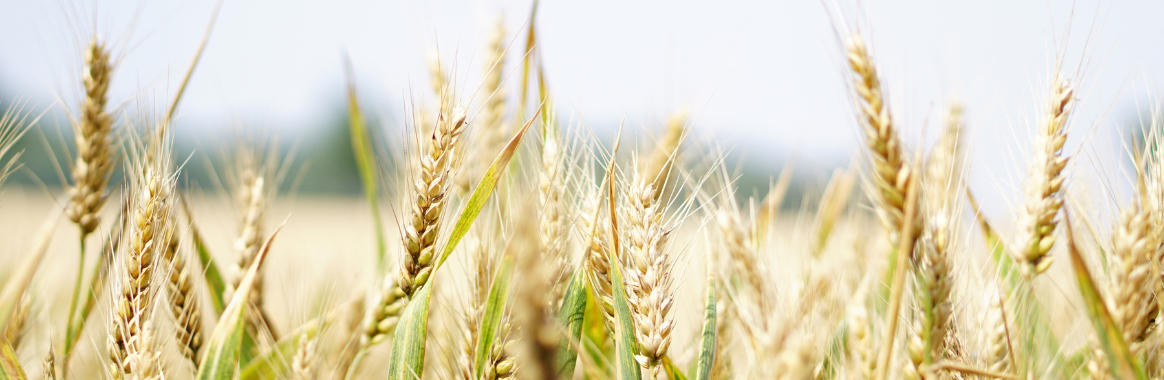 Gluten-Free Food May Not Be as Healthy as You Think