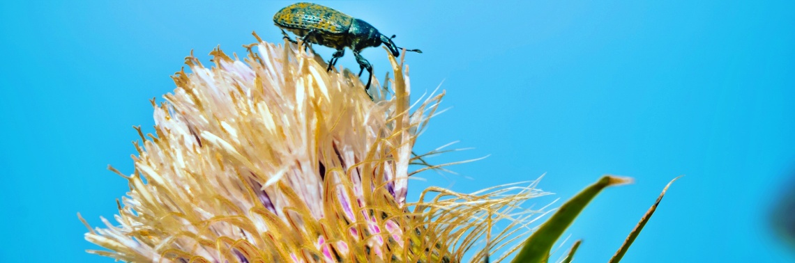 Good Bugs for Your Garden