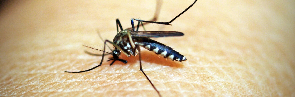 Fight Mosquito Bites the Natural Way