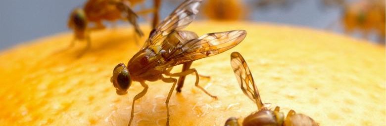 Disease Damage Reverse in Fruit Flies