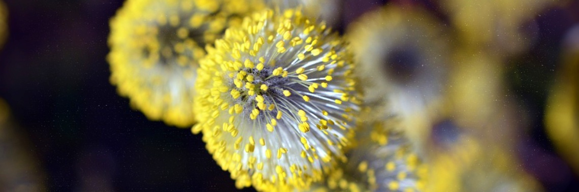 Spring Allergies You Should Be Aware of and How to Combat Them