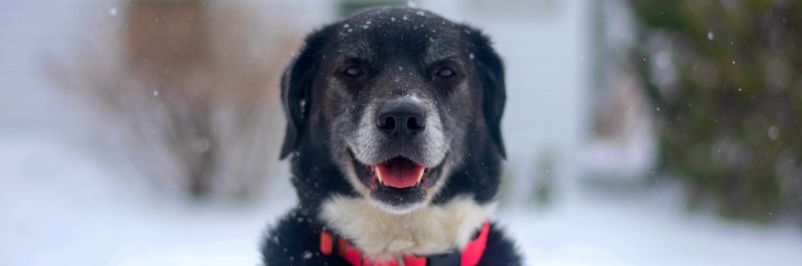 Animals Limit Disease Transmission