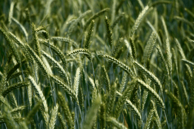 Plants Deadly to Pets