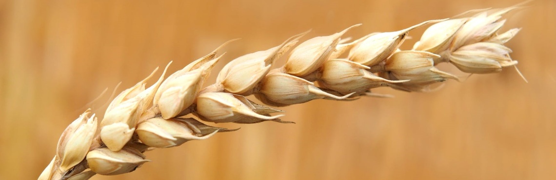 Is A Gluten-Free Diet For You?