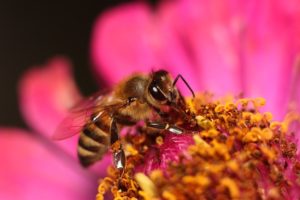 Is Bee Pollen A Cure For Allergies