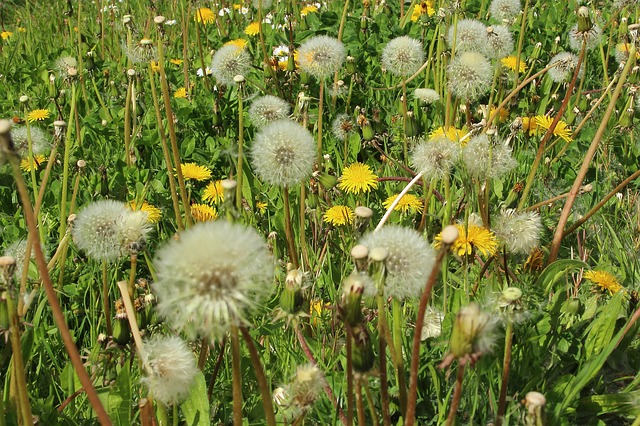 The Hay Fever and Cancer Connection