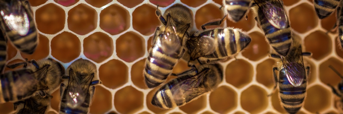 Honey Bee Brood, the Future of Food?