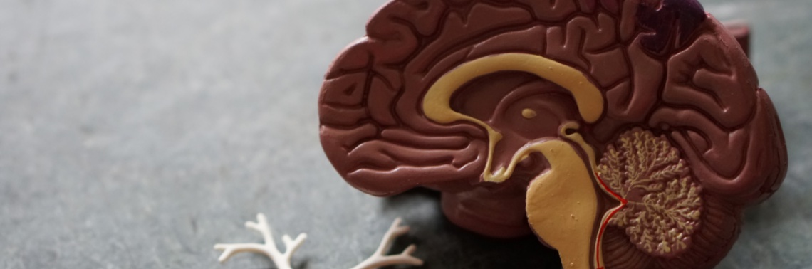 What Are Memories Made Of?