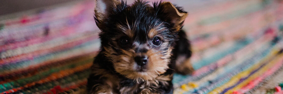 Keep Photos In Front of You!