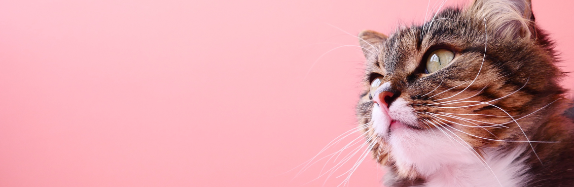Pawsitive Impact: How Cats Boost Mental Wellness
